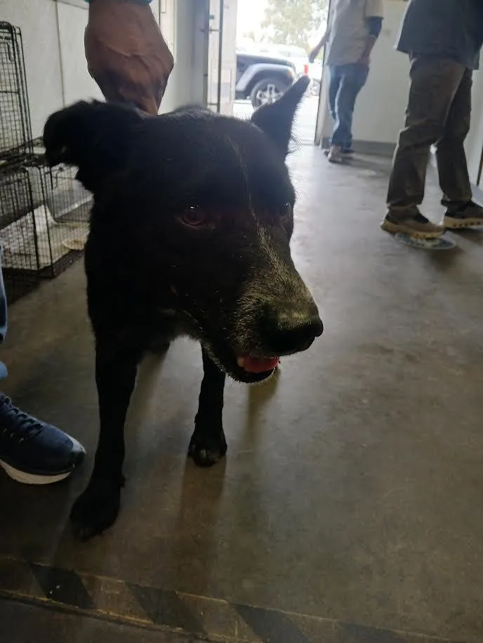 An adult medium-sized male Labrador Retriever dog named Waldo for adoption in Los Angeles, CA