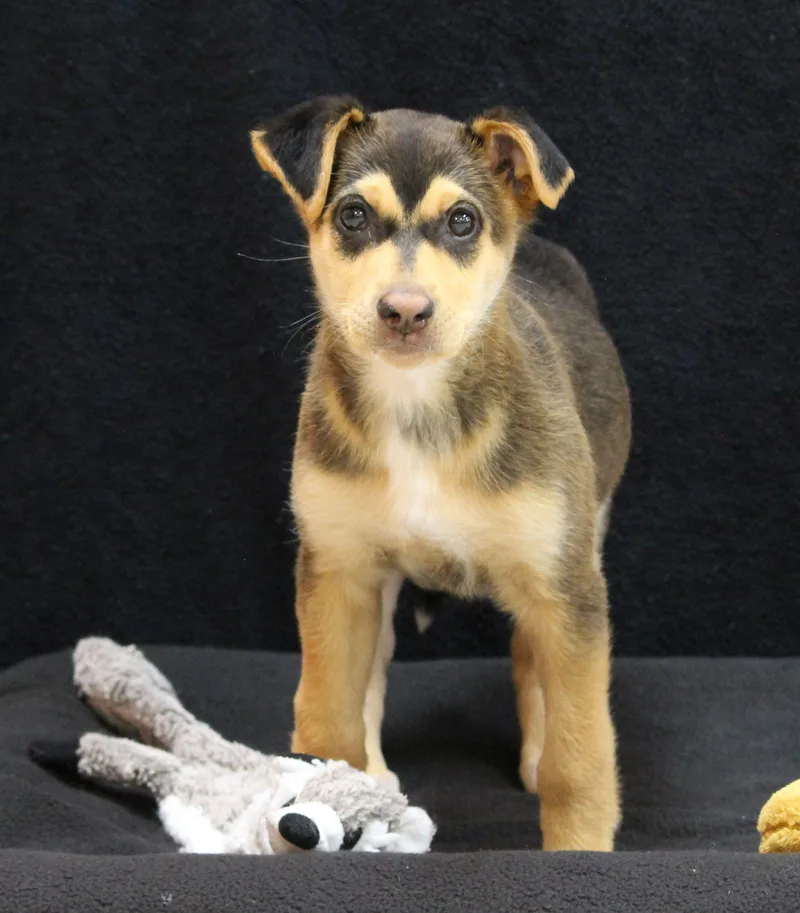 A baby medium-sized female Mixed Breed dog named Ophelia for adoption in Portage, WI