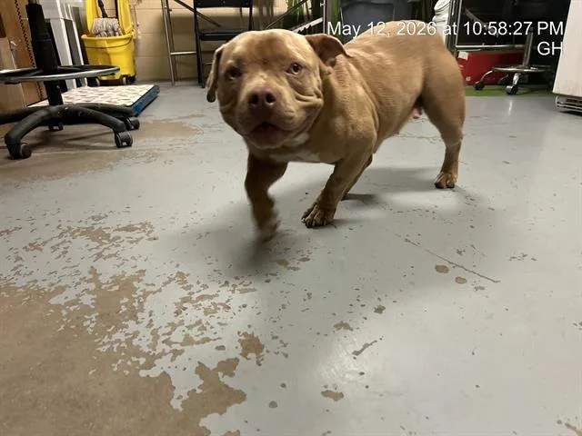 A young small-sized female Pit Bull Terrier dog named Savannah for adoption in Ocala, FL