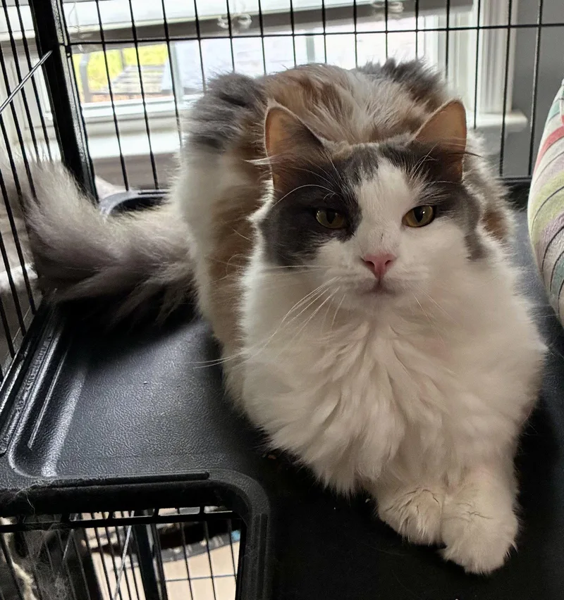 An adult medium-sized female Domestic Long Hair cat named Katydid for adoption in Lexington, SC