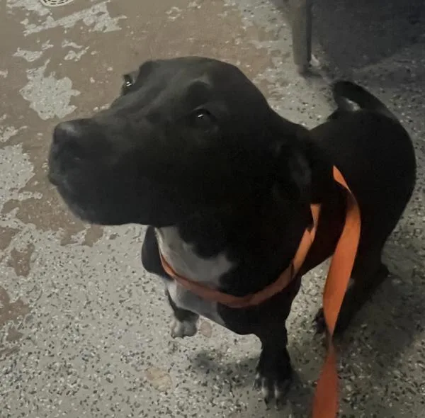 A baby medium-sized male Labrador Retriever dog named Sokka for adoption in Mobile, AL