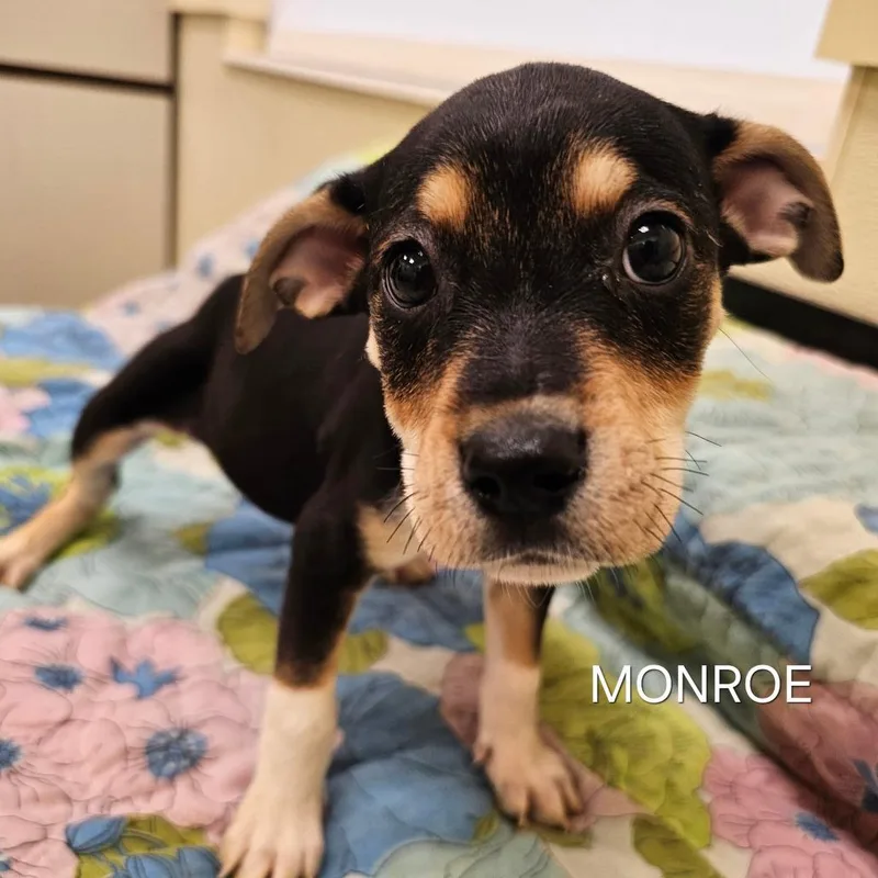 Monroe thumbnail 2