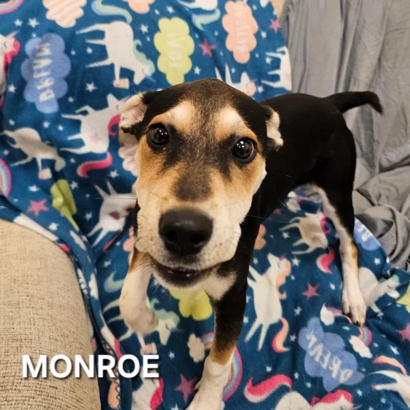 Monroe thumbnail 3