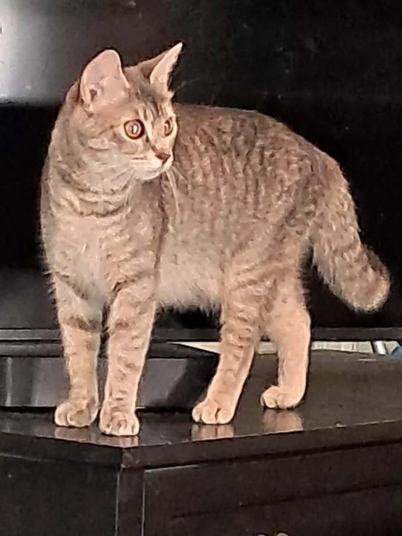 A young medium-sized female Brown / Chocolate Domestic Short Hair cat named Bella for adoption in Ocean City, NJ