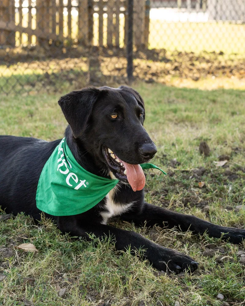 An adult medium-sized female Black Labrador Retriever dog named Bethany for adoption in Fort Collins, CO