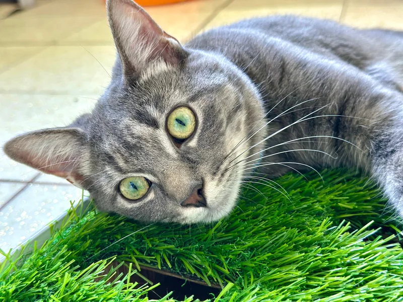 A young medium-sized female Domestic Medium Hair cat named Muffin for adoption in Crystal Lake, IL