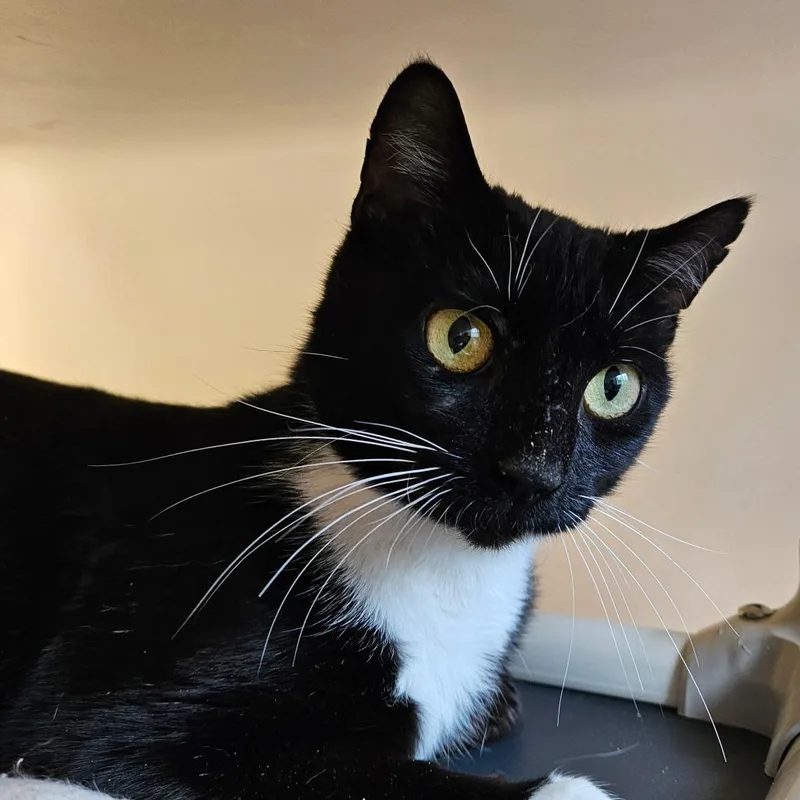 An adult medium-sized female Black Domestic Short Hair cat named Gertie for adoption in Harrisonburg, VA