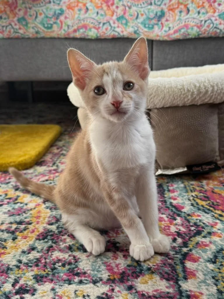 A baby medium-sized male Buff / Tan / Fawn Domestic Short Hair cat named Kane for adoption in Sunrise, FL