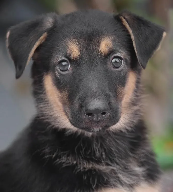 A baby large-sized female Black German Shepherd Dog dog named Ariel von Nala for adoption in Los Angeles, CA