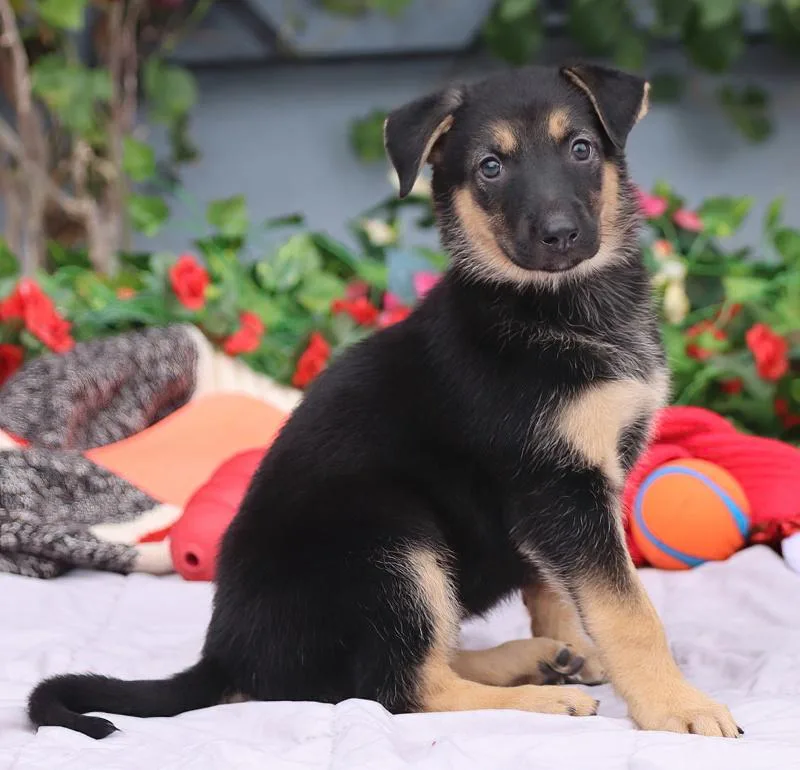 Ariel von Nala thumbnail 6