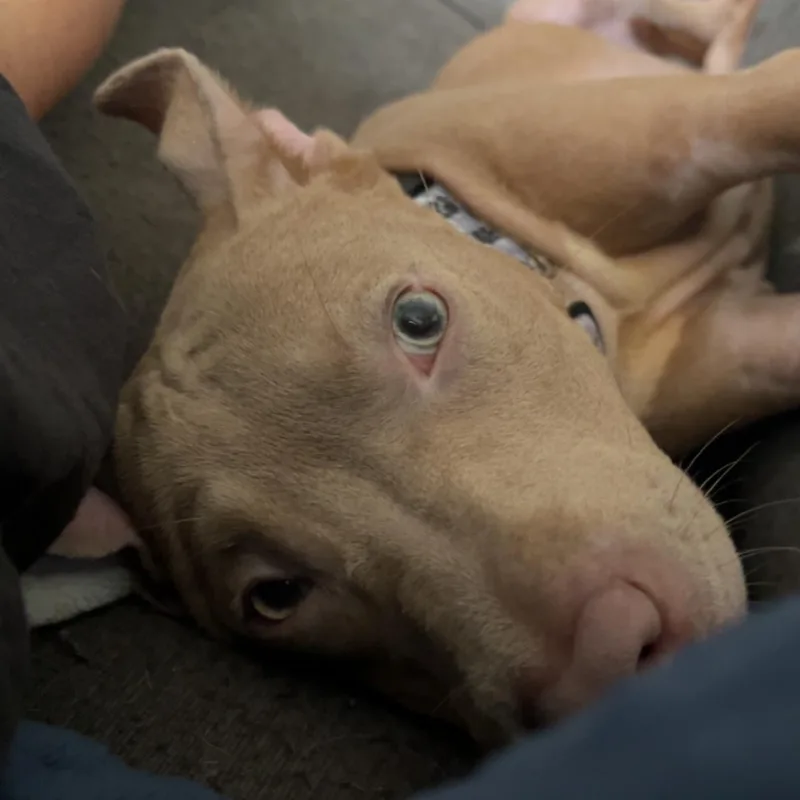 A baby medium-sized male Apricot / Beige Pit Bull Terrier dog named Baby Chino for adoption in Buffalo, NY