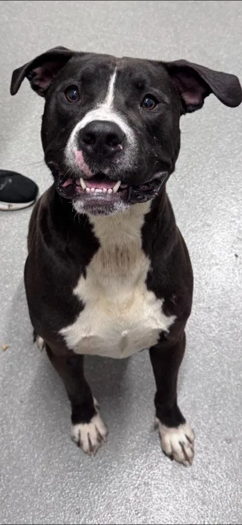 A young extra large-sized male Pit Bull Terrier dog named Aros for adoption in East Ridge, TN