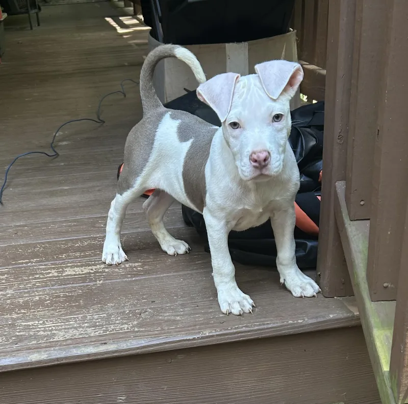 A baby large-sized male White / Cream Pit Bull Terrier dog named Tank for adoption in Kannapolis, NC