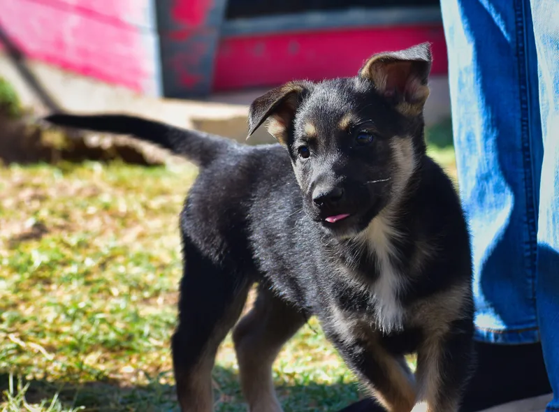 A baby medium-sized male Black Mixed Breed dog named Scoooter for adoption in Mayer, AZ