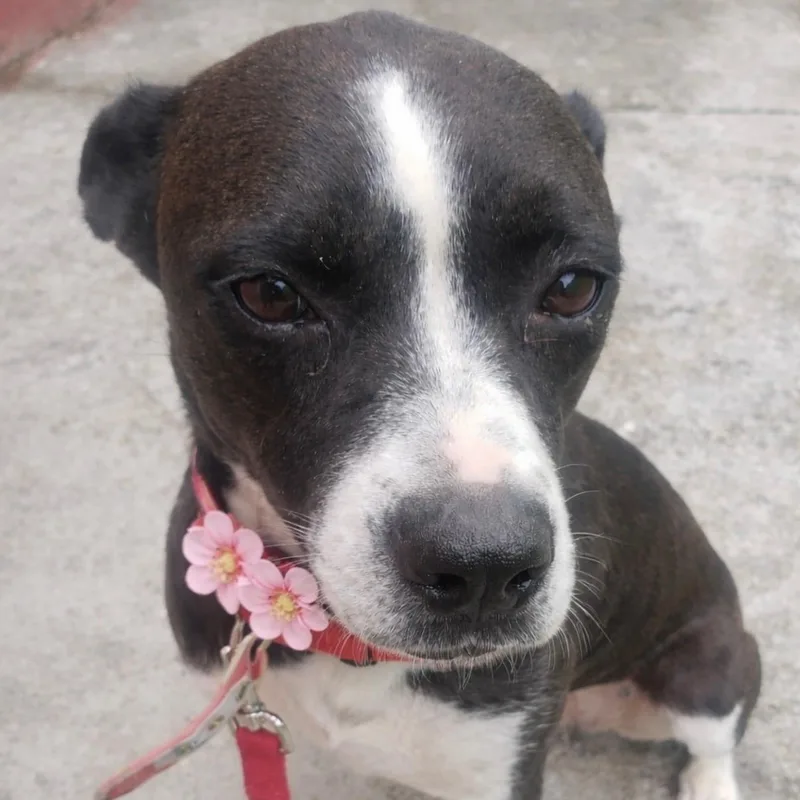 A young medium-sized female Black Boston Terrier dog named Foxie Roxie for adoption in Houston, TX