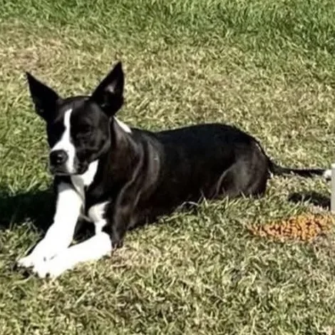 Foxie Roxie thumbnail 2