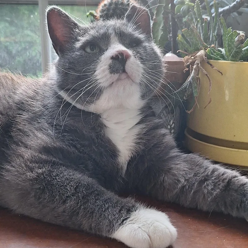 An adult extra large-sized male Gray & White Domestic Short Hair cat named Big Ben for adoption in BUTLER, PA