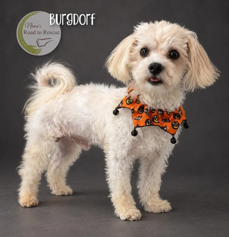 An adult small-sized male Maltese dog named Burgdorf for adoption in Benton, LA