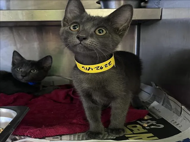 A baby medium-sized female Domestic Short Hair cat named Jessie for adoption in Los Angeles, CA