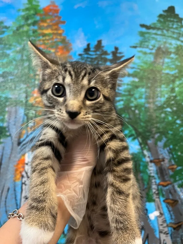 A baby medium-sized male Domestic Short Hair cat named Artemis for adoption in New Braunfels, TX