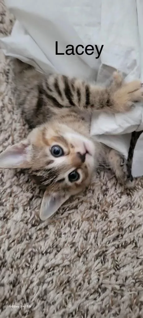 A baby medium-sized female Domestic Short Hair cat named Lacey for adoption in Spring, TX