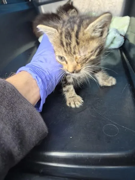A baby small-sized female Domestic Short Hair cat named Sf for adoption in Lawrenceville, GA