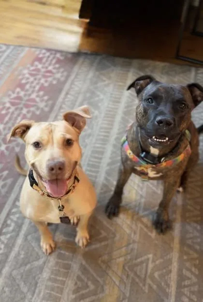 An adult medium-sized female Mixed Breed dog named Banana Nut Baby for adoption in Atlanta, GA