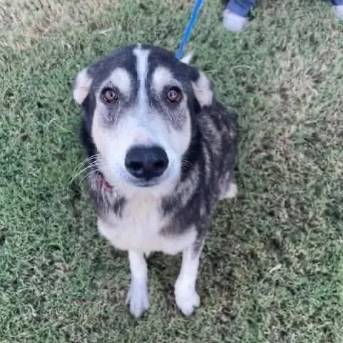 A young large-sized female Husky dog named Torrie for adoption in Williston, VT