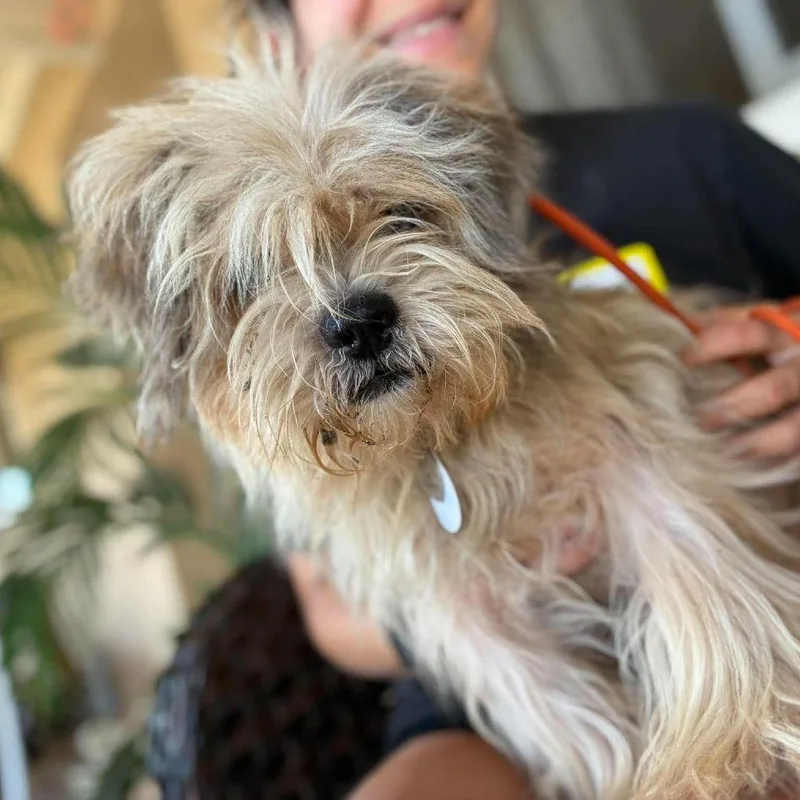 A senior small-sized female Maltese dog named Gucci for adoption in Ramona, CA