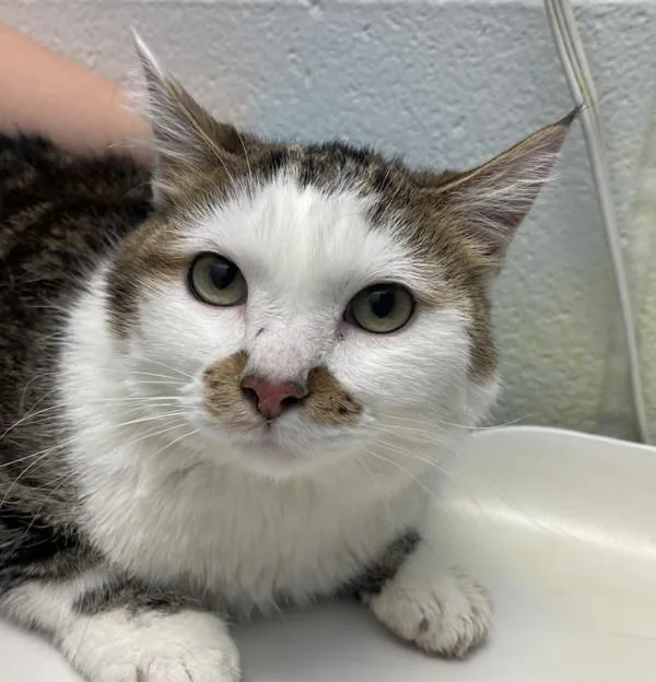 An adult small-sized male Domestic Short Hair cat named Brownie for adoption in Golden, CO