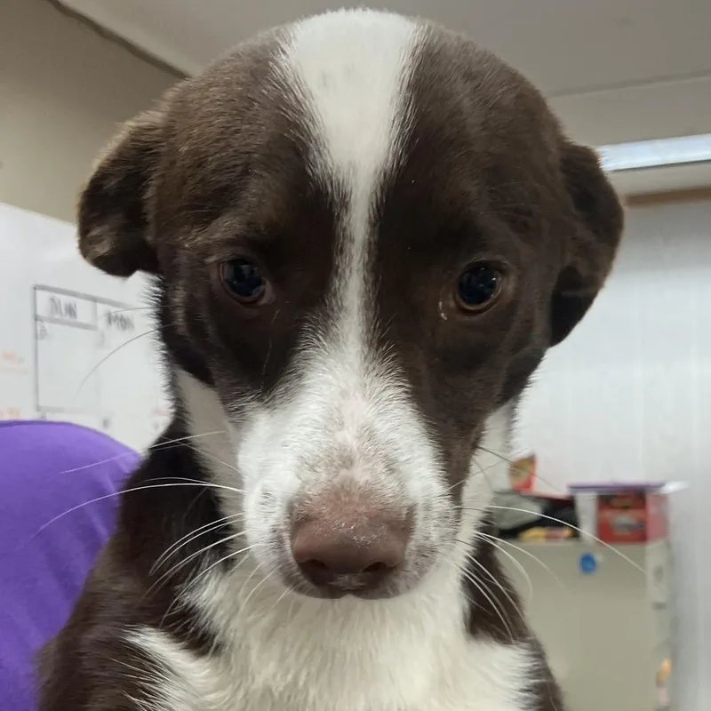 An adult small-sized female Brown / Chocolate Chihuahua dog named Maggie Mae for adoption in Hattiesburg, MS