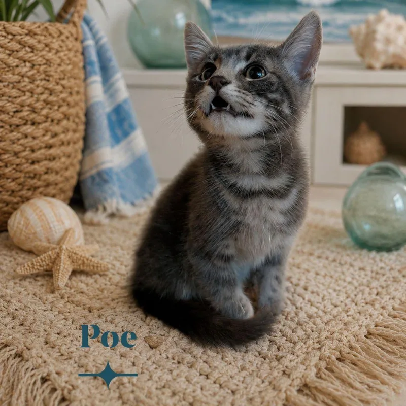 Poe