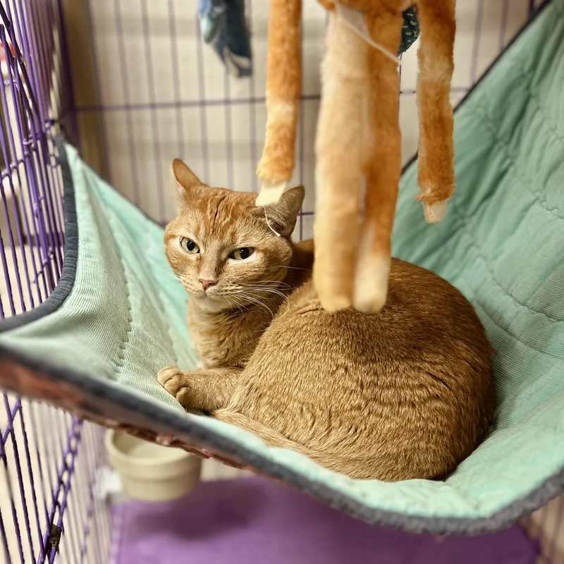 An adult medium-sized female Orange / Red American Shorthair cat named Moe for adoption in Seguin, TX