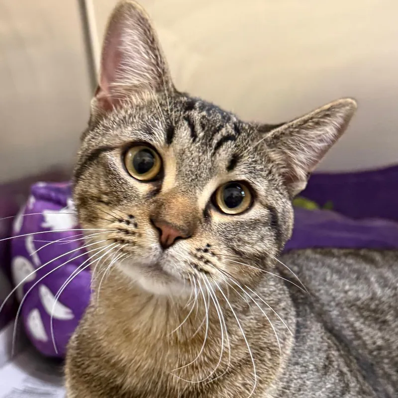 A young medium-sized male Brown / Chocolate Domestic Short Hair cat named George for adoption in Deerfield, IL