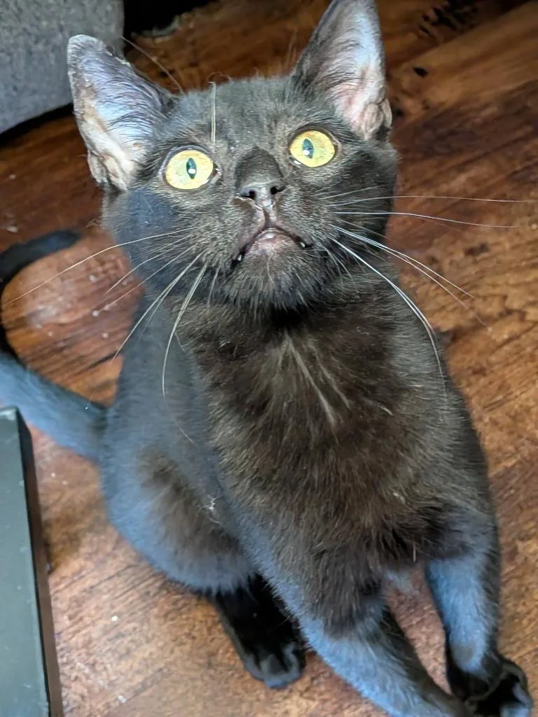 A baby medium-sized male Domestic Short Hair cat named Cashmere for adoption in San Antonio, TX