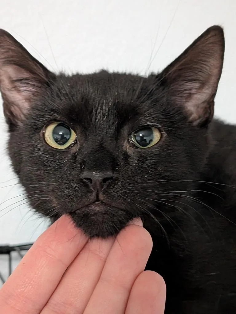 Cashmere thumbnail 3