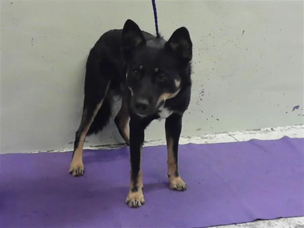 An adult medium-sized male German Shepherd Dog dog named Arnold for adoption in Houston, TX