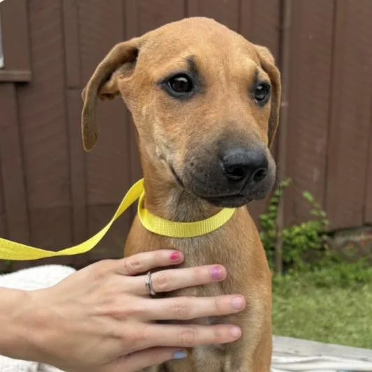 A baby large-sized male Yellow / Tan / Blond / Fawn Hound dog named Ricochet for adoption in Waggaman, LA