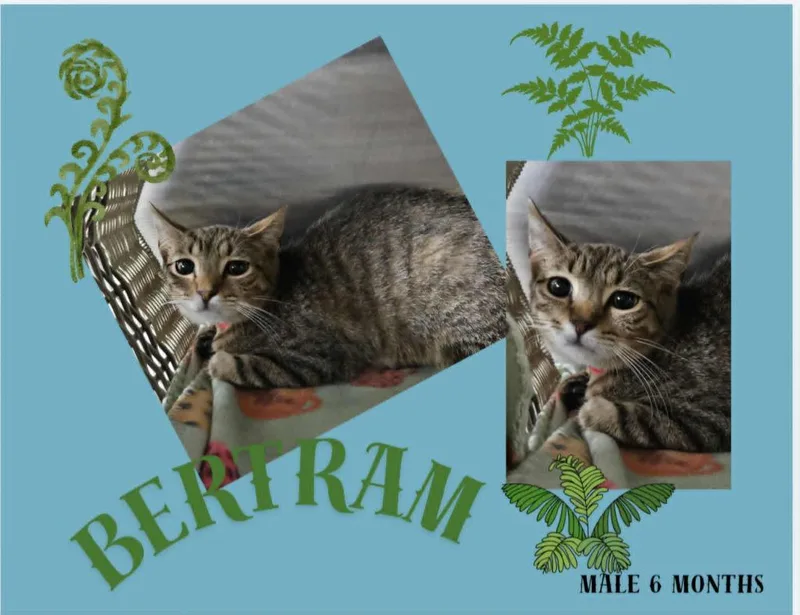 A baby medium-sized male Domestic Short Hair cat named Bertram for adoption in Blountville, TN