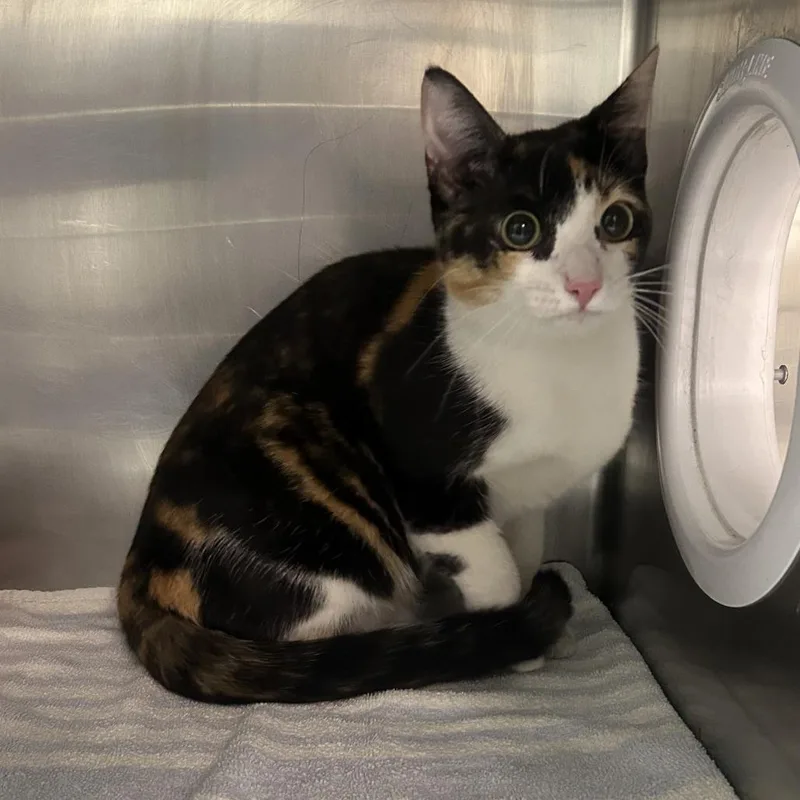 An adult large-sized female Calico Domestic Short Hair cat named Daisy for adoption in Newark, NJ