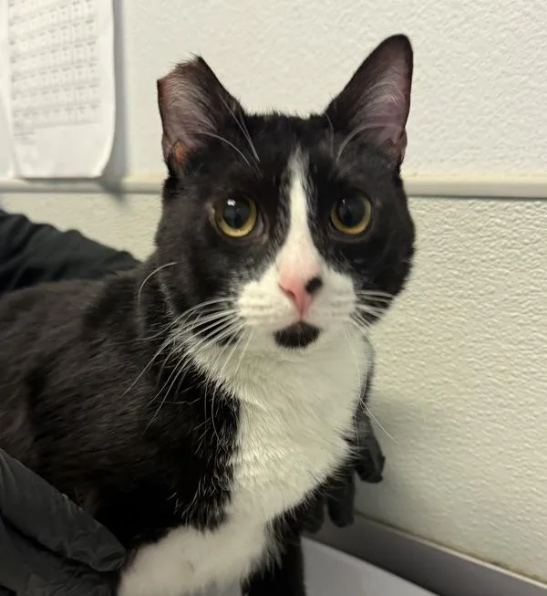An adult medium-sized male Domestic Short Hair cat named Eclipse for adoption in San Diego, CA