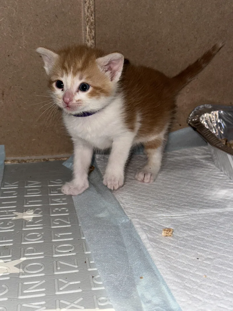 A baby medium-sized male Orange / Red Domestic Short Hair cat named Splash for adoption in Fruit Heights, UT