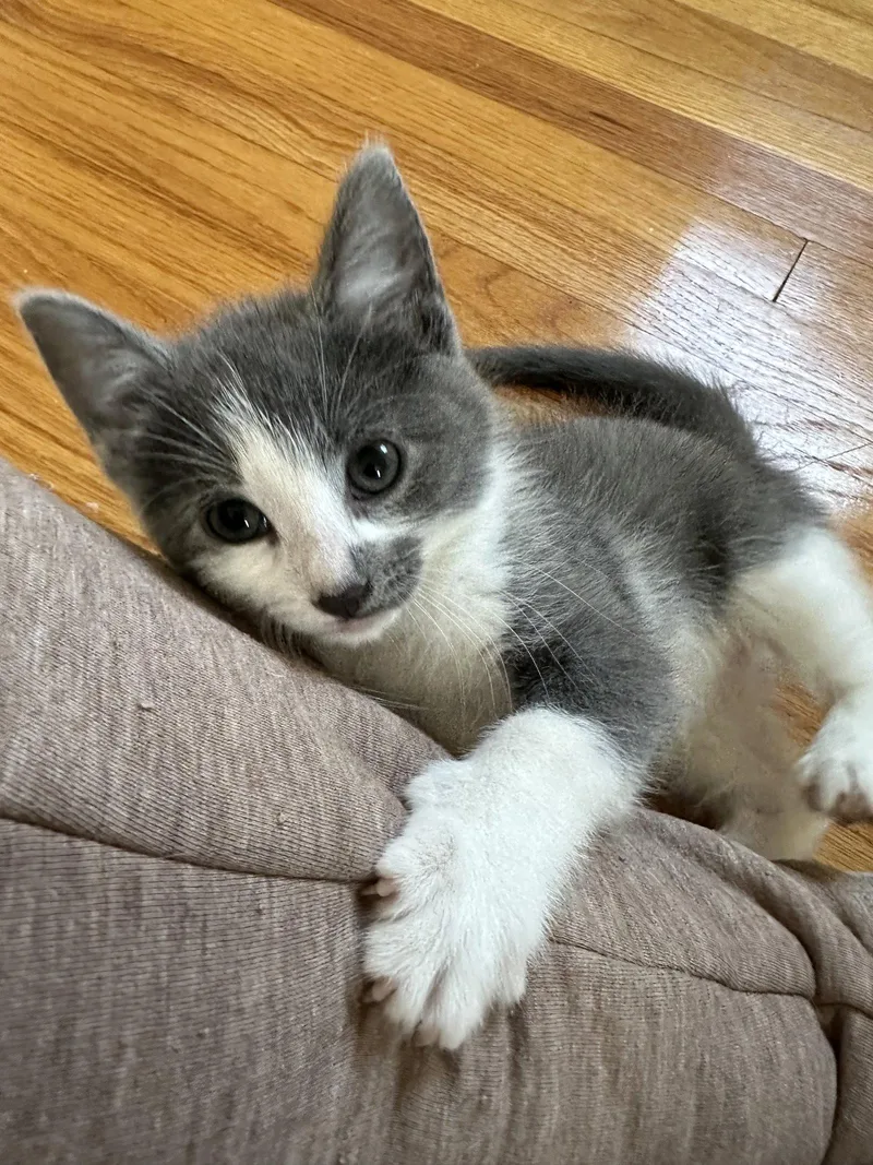 A baby medium-sized female Gray & White Domestic Short Hair cat named Pazazz for adoption in Naugatuck, CT