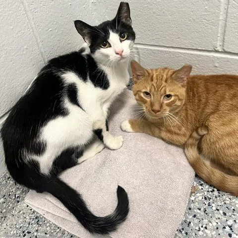 An adult medium-sized male Black Domestic Short Hair cat named Matt for adoption in Dayton, OH