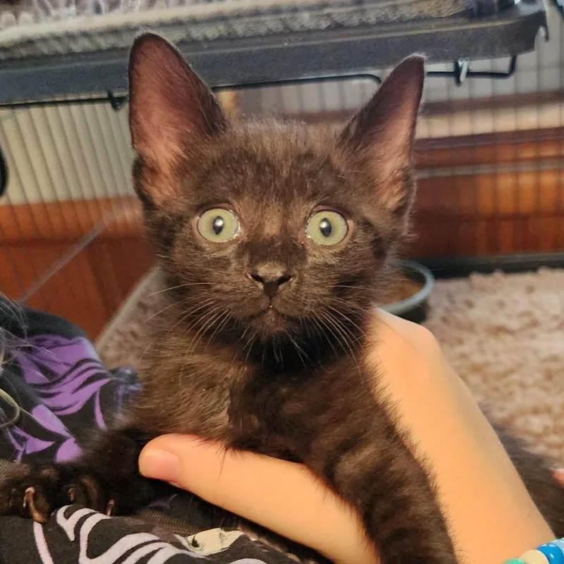 A baby small-sized male Black Domestic Short Hair cat named Sparrow in Woodbridge for adoption in Alexandria, VA