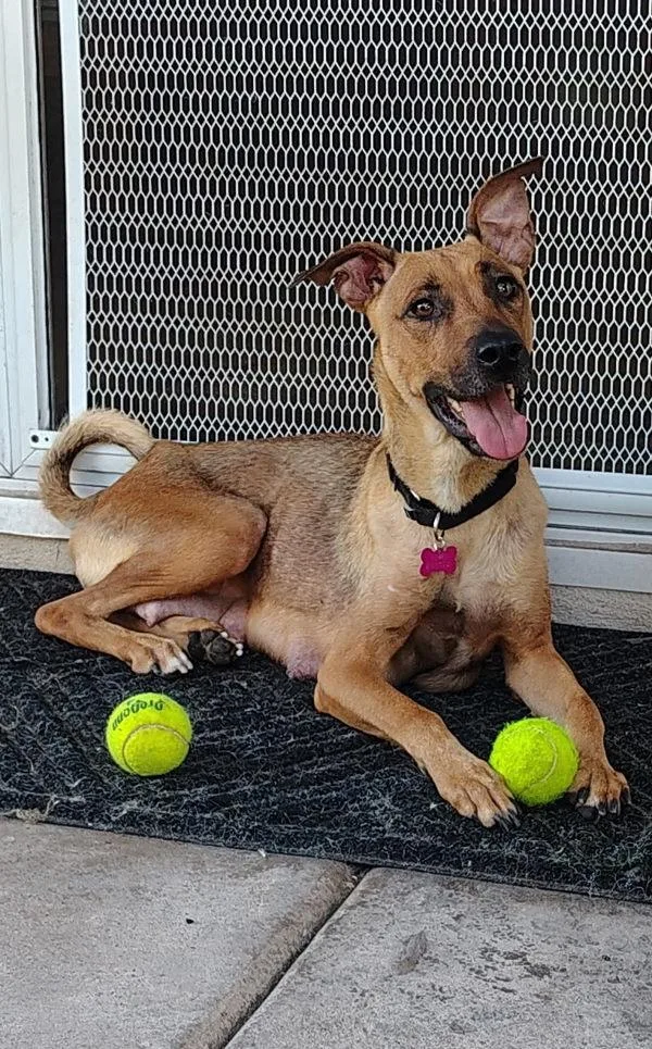 An adult medium-sized female Labrador Retriever dog named Medley for adoption in San Diego, CA