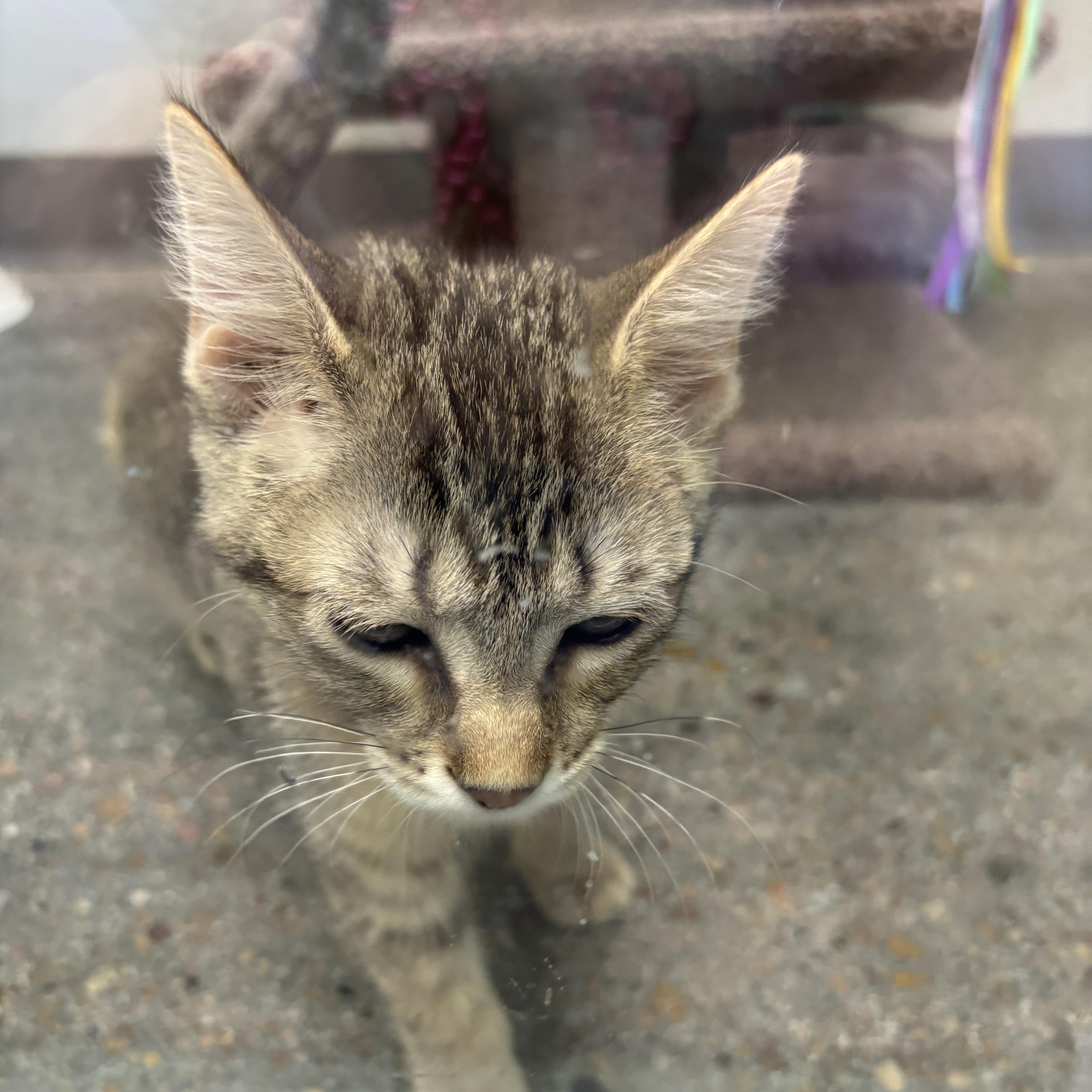 Enola Gay thumbnail 2