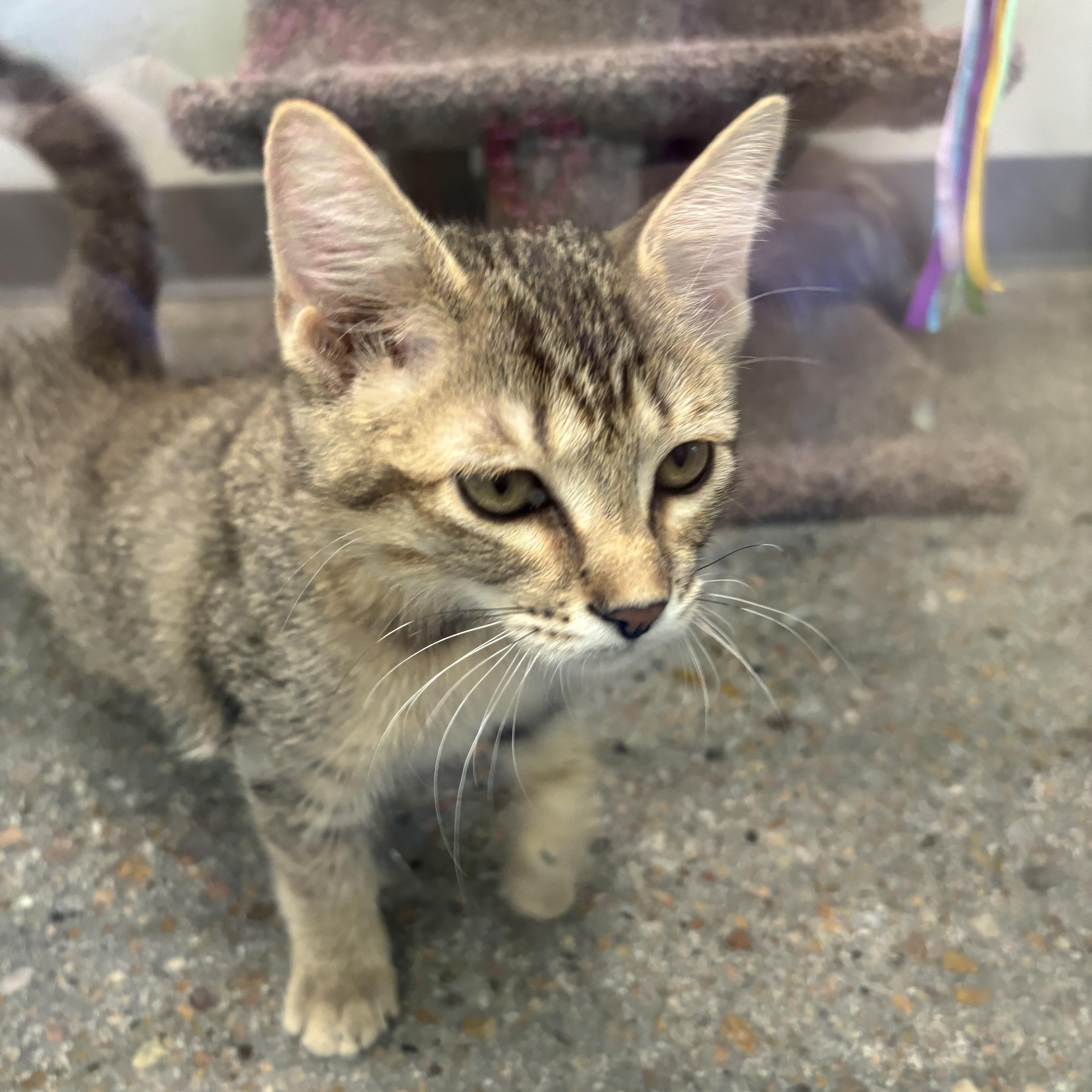 Enola Gay thumbnail 4