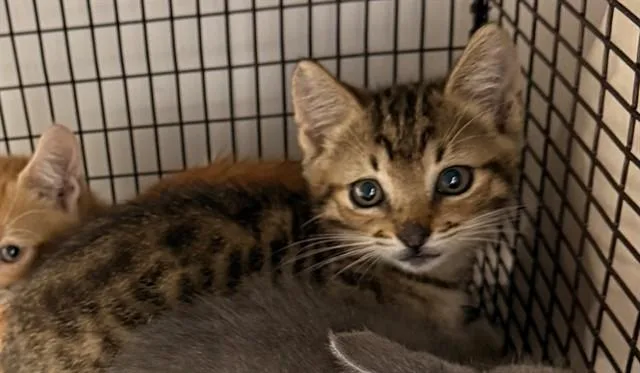 A baby medium-sized male Domestic Short Hair cat named Wormy for adoption in Fort Lauderdale, FL
