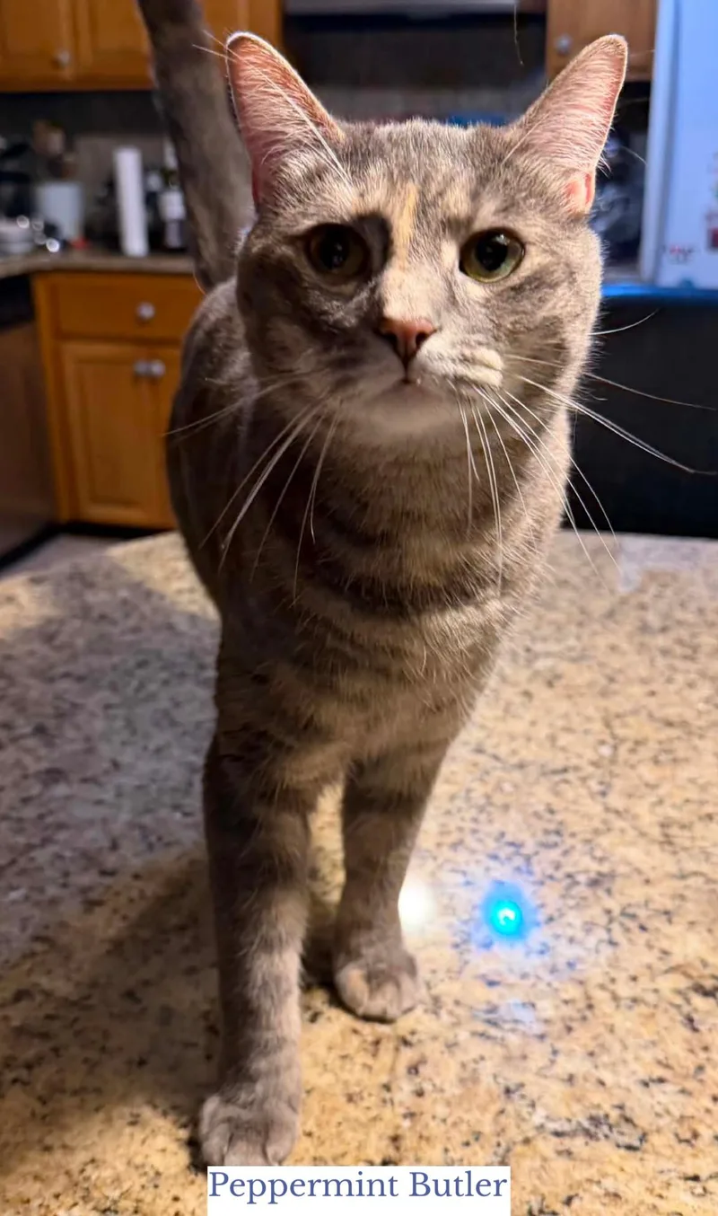 An adult large-sized female Dilute Tortoiseshell Domestic Short Hair cat named Peppermint Butler for adoption in Berkeley Springs, WV